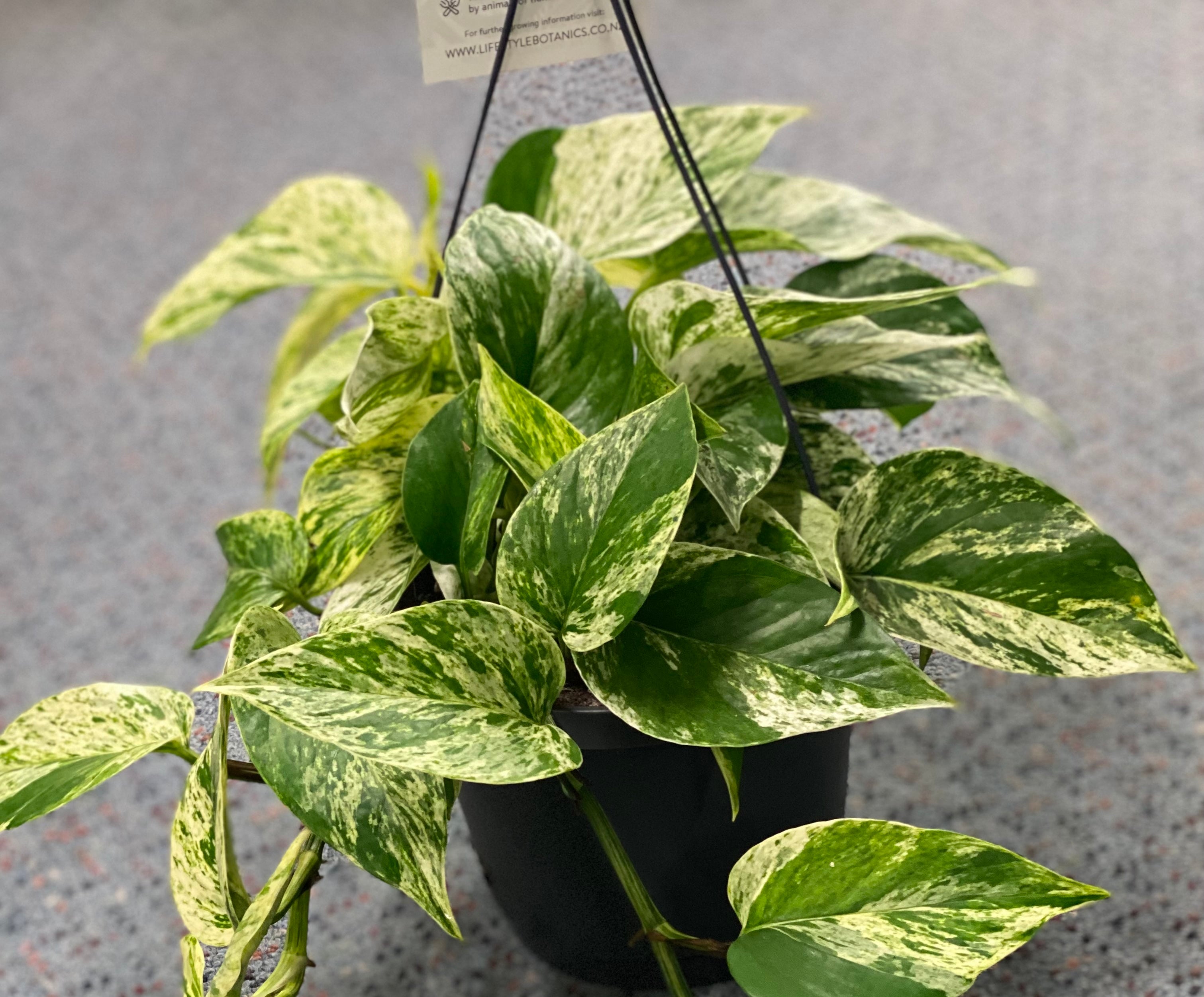 marble queen pothos nz Marble Queen