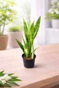 Sansevieria Trifasciata(Black Coral)
