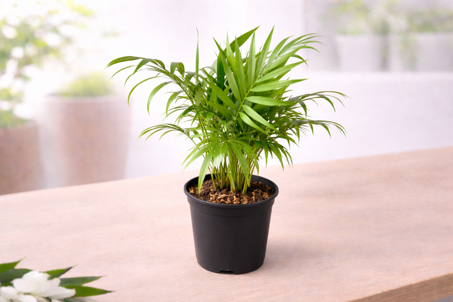 CHAMAEDOREA ELEGANS
“PARLOUR PALM”