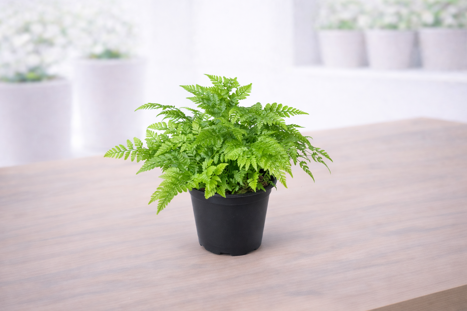 DAVALLIA FEJEENSIS
“RABBIT’S FOOT FERN”