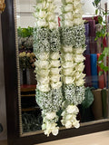 Ivory White